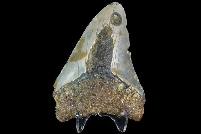 Bargain, Fossil Megalodon Tooth - North Carolina #91667